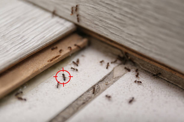 Best Best Pest Control Companies  in Marion, PA